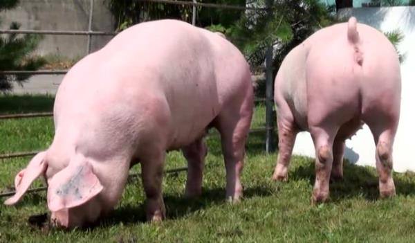 Беконные свинки Ландрас и особенности их содержания - фото