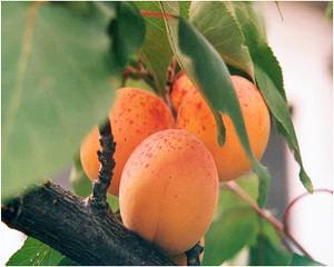 Посадка абрикоса весной, нюансы и советы - фото