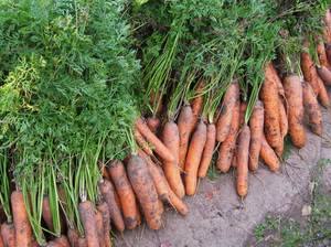 Посадки моркови и уход за ней: видео и советы - фото