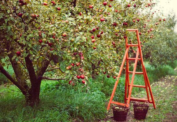 Как сажать и ухаживать за яблонями осенью в Подмосковье - фото