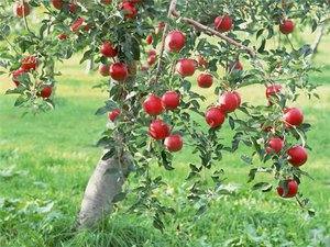 Как правильно сажать яблоню весной? с фото