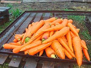 Лучшие предшественники для моркови с фото