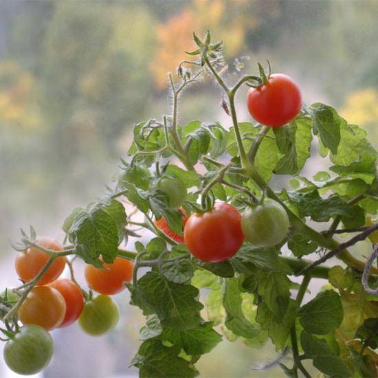 Правильная посадка помидор в открытый грунт - фото