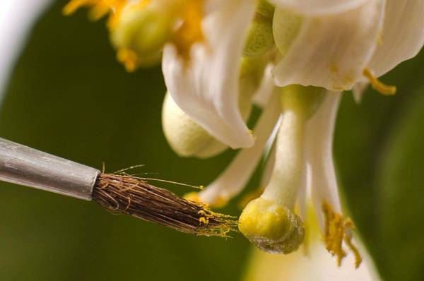 5 причин почему огурцы цветут, а завязи нет - фото
