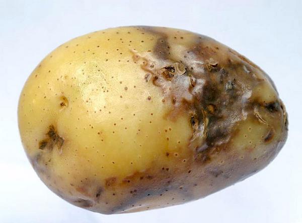 Как предотвратить и бороться с фитофторозом картофеля - фото