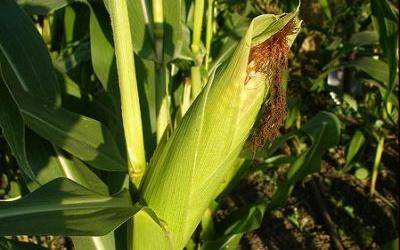 Применение гербицидов при выращивании кукурузы - фото