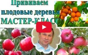 Прививка плодовых деревьев (видео) с фото