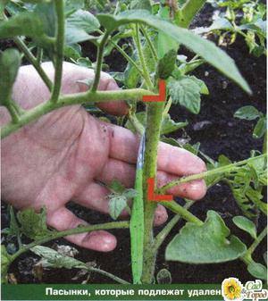 Особенности агрономического приёма пасынкования помидор - фото