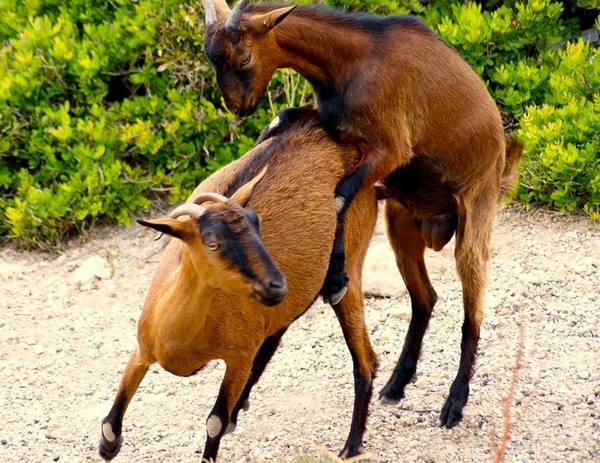 Признаки половой охоты и ее длительность у козы: видео - фото