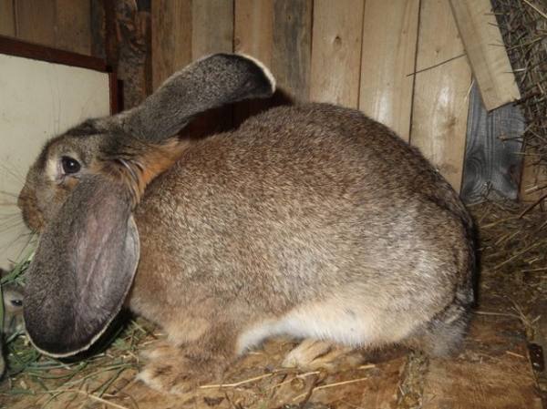 Витаминные добавки для кроликов: какие и для чего нужны - фото