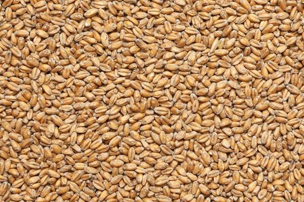 Польза «пшеничного молочка» - фото