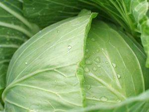 Как правильно выращивать белокочанную капусту на даче - фото