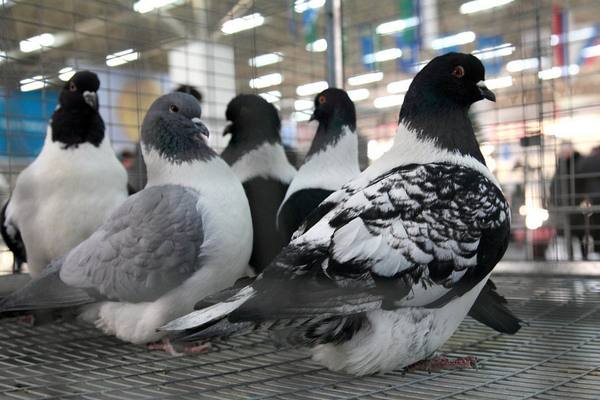 Разведение голубей мясных пород: видео и фото - фото