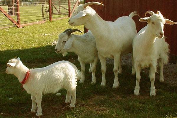 Разведение коз в домашних условиях для начинающих с фото
