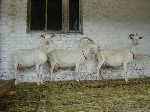 Разведение коз в домашних условиях для начинающих: видео - фото