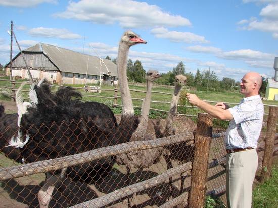 Разведение страусов в России, Украине и Беларуси: видео с фото