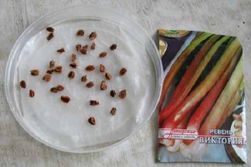 Два способа выращивания ревеня Виктория семенами - фото