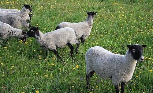 Романовская порода овец: характеристика, описание, фото - фото