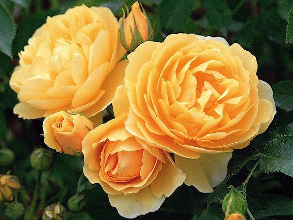 Особенности выращивания роз «Грехам Томас» - фото