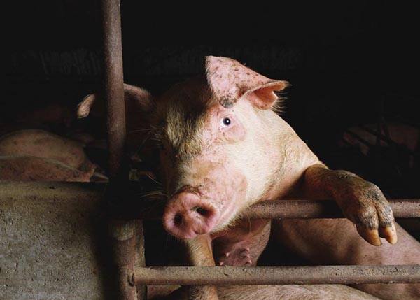 Рожа у свиней: как избежать опасное заболевание? - фото