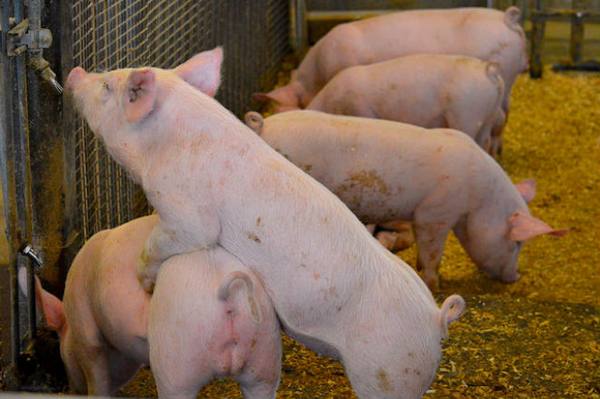 Все о роже у свиней, методах диагностики и лечении болезни - фото
