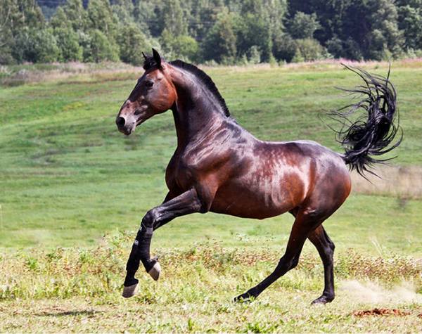 Рысистые породы лошадей: характеристика, описание