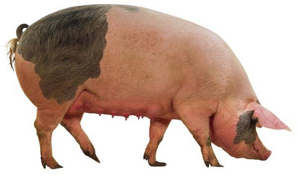 Породы свиней сального направления - фото