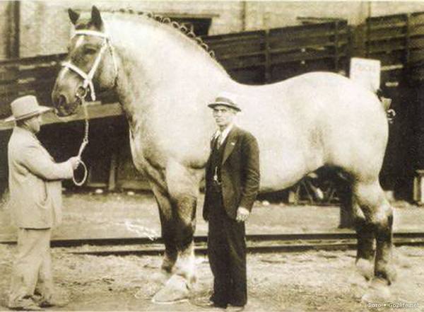 Самая крупная и выносливая порода лошадей в мире - фото