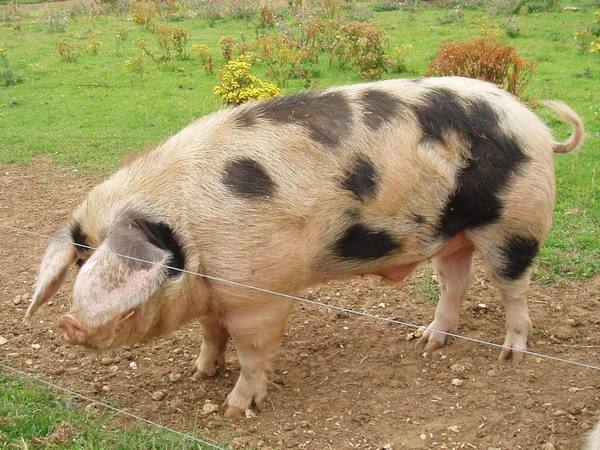 Северокавказская порода свиней: фото и описание - фото