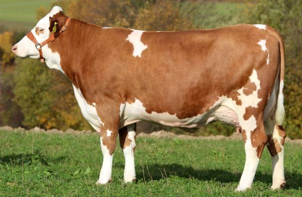Высокие производители молока и мяса - Симментальские коровы - фото