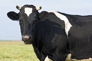 Симптомы и лечение ацидоза у коров с фото