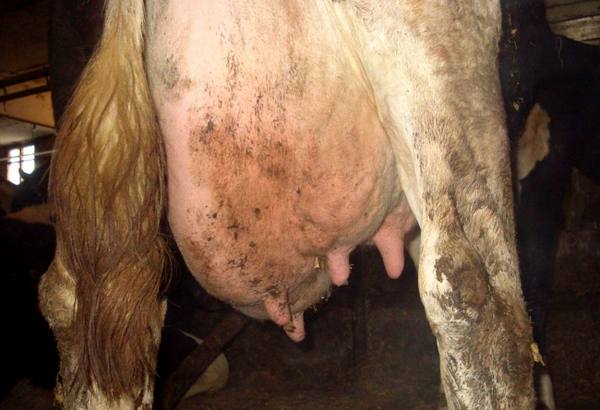 Как определить катаральную форму мастита у коров и вылечить ее - фото