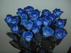 Синие розы - смелые эксперименты, фото с фото