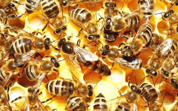 Сколько лет живет пчела: рабочая, медоносная, матка - фото