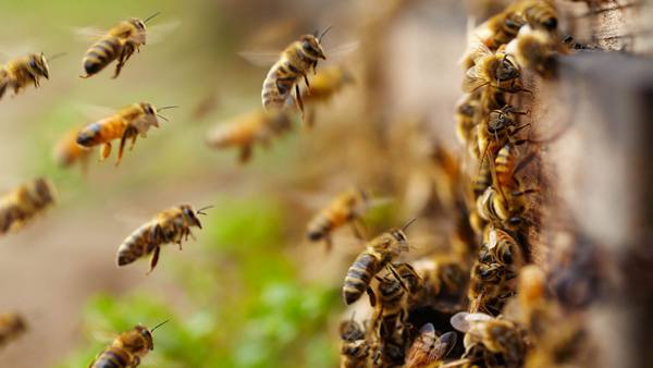 Сколько стоит матка и рой пчел в России с фото