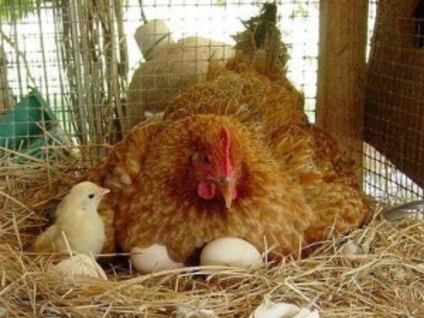 Сколько суток курица высиживает яйца: когда ждать цыплят - фото