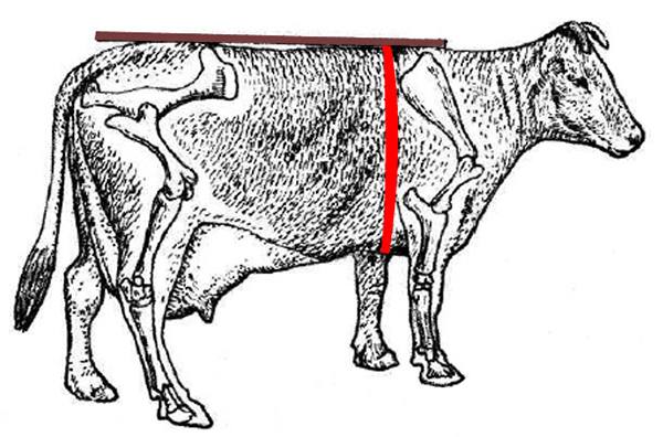 Учимся определять вес коровы без весов - фото