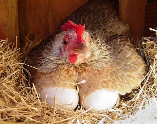 Сколько яиц несет курица в день: средние результаты с фото
