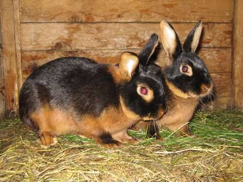 Скороспелые породы кроликов: фото и описание - фото