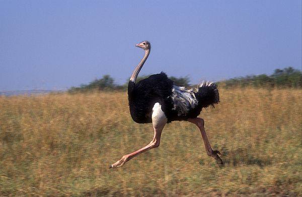 Какую скорость может развить страус при беге - фото