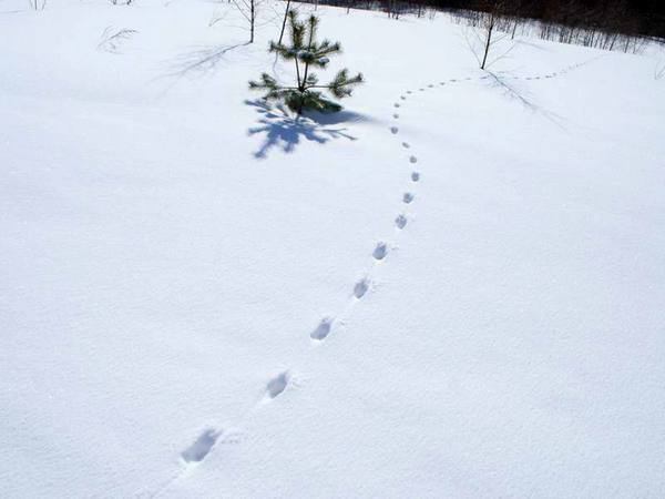 Следы лисы, волка, собаки, ведмедя, зайца на снегу: фото и видео - фото