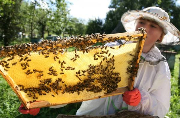 Содержание  и разведение пчел в домашних условиях - фото