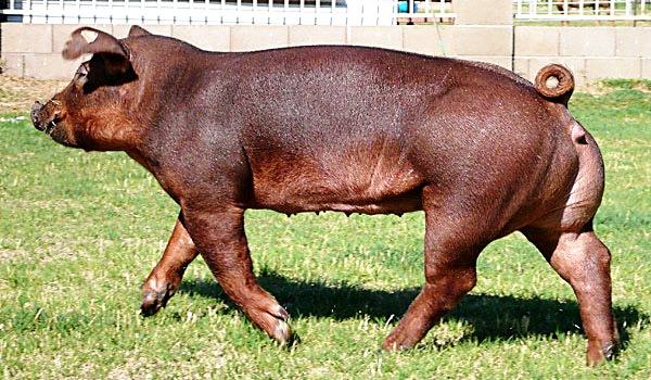 Мясная американская порода Дюрок - выносливые свинки с фото