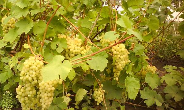 Сорт винограда Алёшенькин  щедрость русской земли с фото