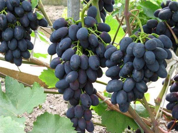 Сорт винограда Кодрянка  особенности, выращивание и уход - фото