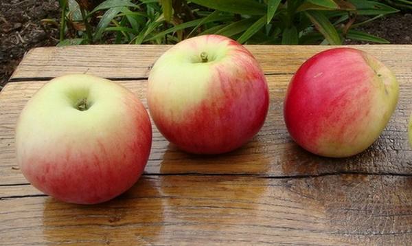 Сорт яблок Мельба  чем завоевал популярность всего мира гибрид из Канады? с фото