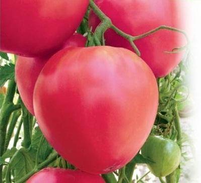 Сорта томатов для Сибири - какие выбрать - фото