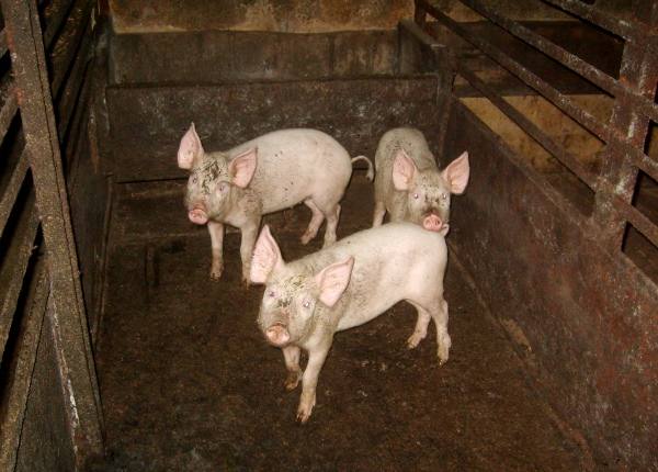 Что нужно учесть при выращивании свиней в домашних условиях - фото