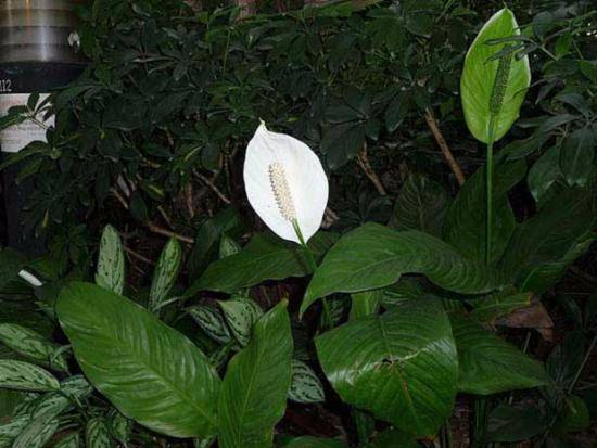 Спатифиллум обильноцветущий: описание растения, посадка и уход с фото