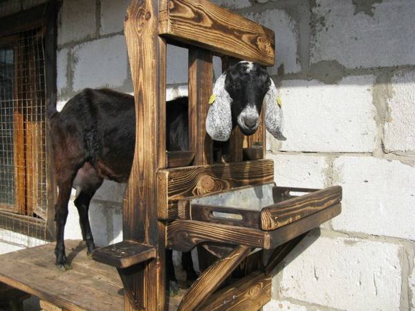 Самостоятельная сборка станка для доения коз с фото